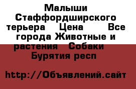 Малыши Стаффордширского терьера  › Цена ­ 1 - Все города Животные и растения » Собаки   . Бурятия респ.